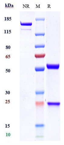WB - Anti-SIRPa / CD172a Reference Antibody (BI 765063) APR10676
